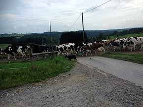 Landschaft