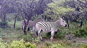 Safari
