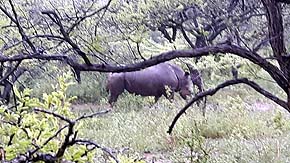 Safari