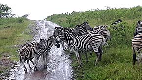 Safari