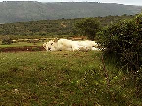 Safari