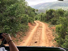 Safari