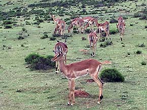 Safari