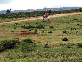 Safari