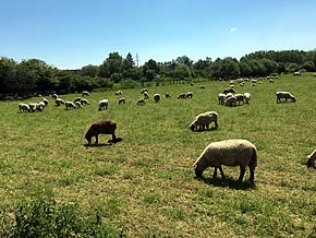 Ruhrtalweg