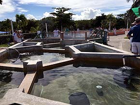Wasserschildkrötenfarm