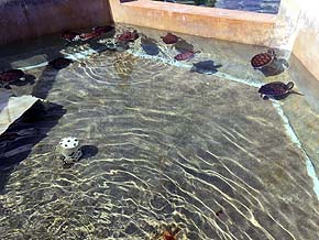 Wasserschildkrötenfarm