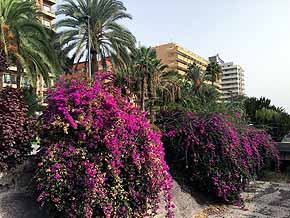 Puerto de la Cruz