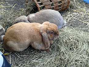 Kaninchen