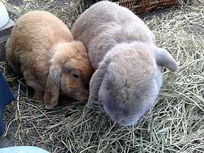 Kaninchen