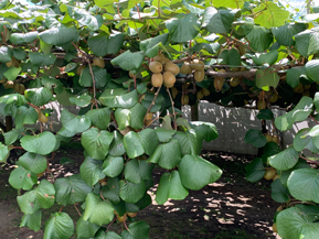 Kiwifarm