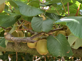Kiwifarm